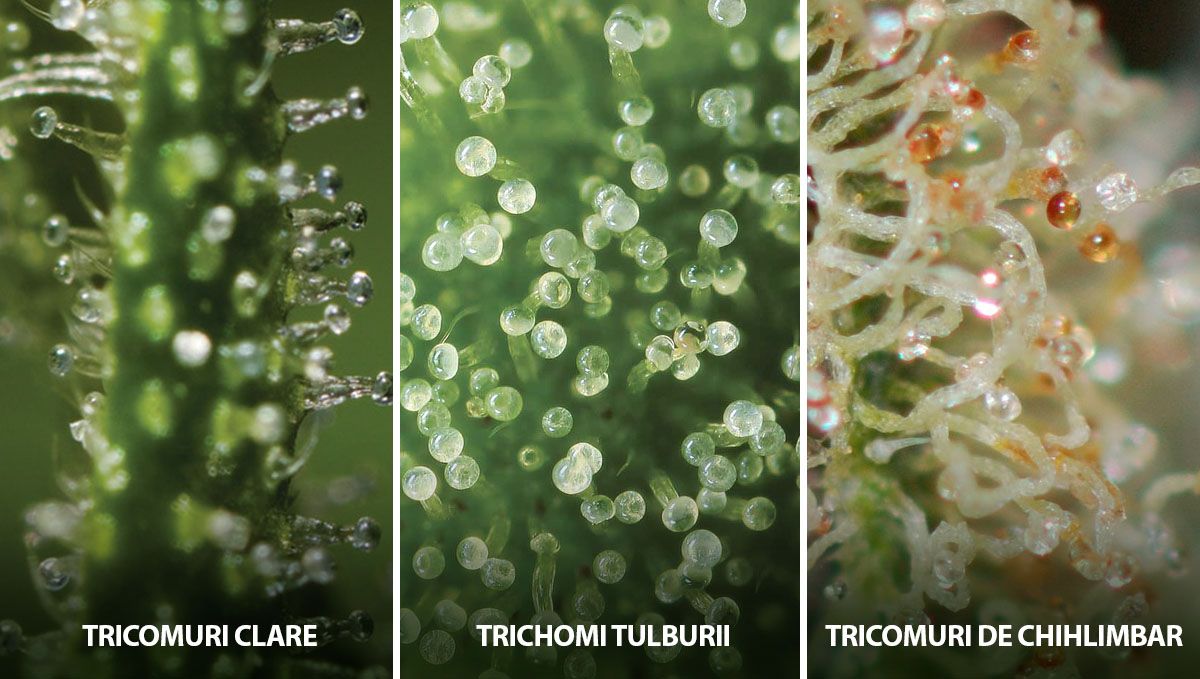 Recoltarea canabisului tău autoînfloritor: statutul tricomilor