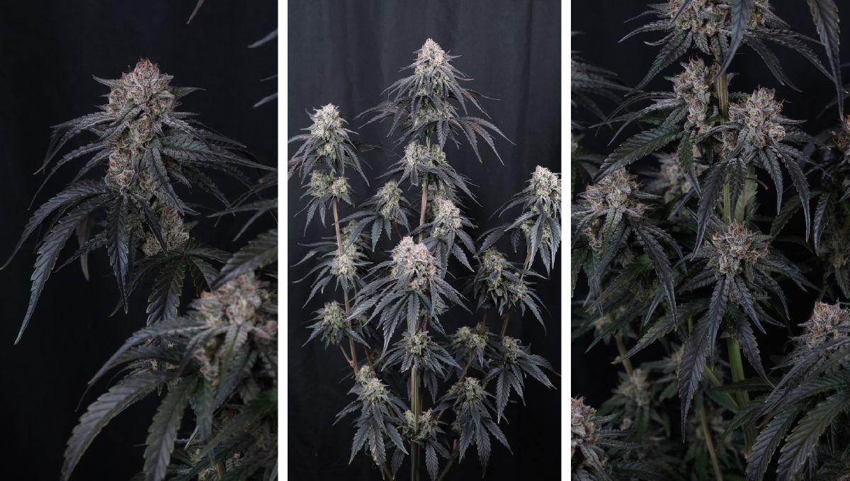 Collage-05 (2).jpg Mango Frost