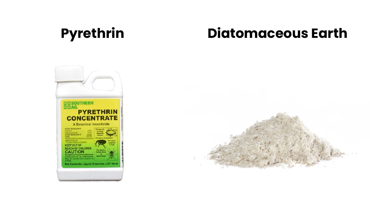 Organic pesticides for cannabis: pyrethrins and diatomaceous earth