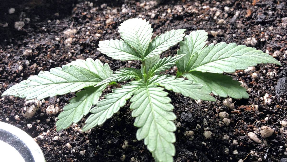 Girl Scout Cookies Auto Cannabis Strain Week-by-Week Guide: A closeup of a young cannabis plant at the end of the second week from seed Girl Scout Cookies Auto Cannabis Strain Week-by-Week Guide: A closeup of a young cannabis plant at the end of the second week from seed