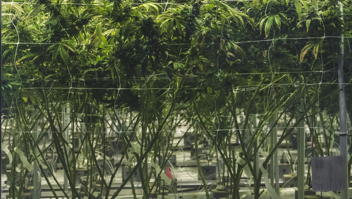 Monster cropping: combining monster cropping with other techniques