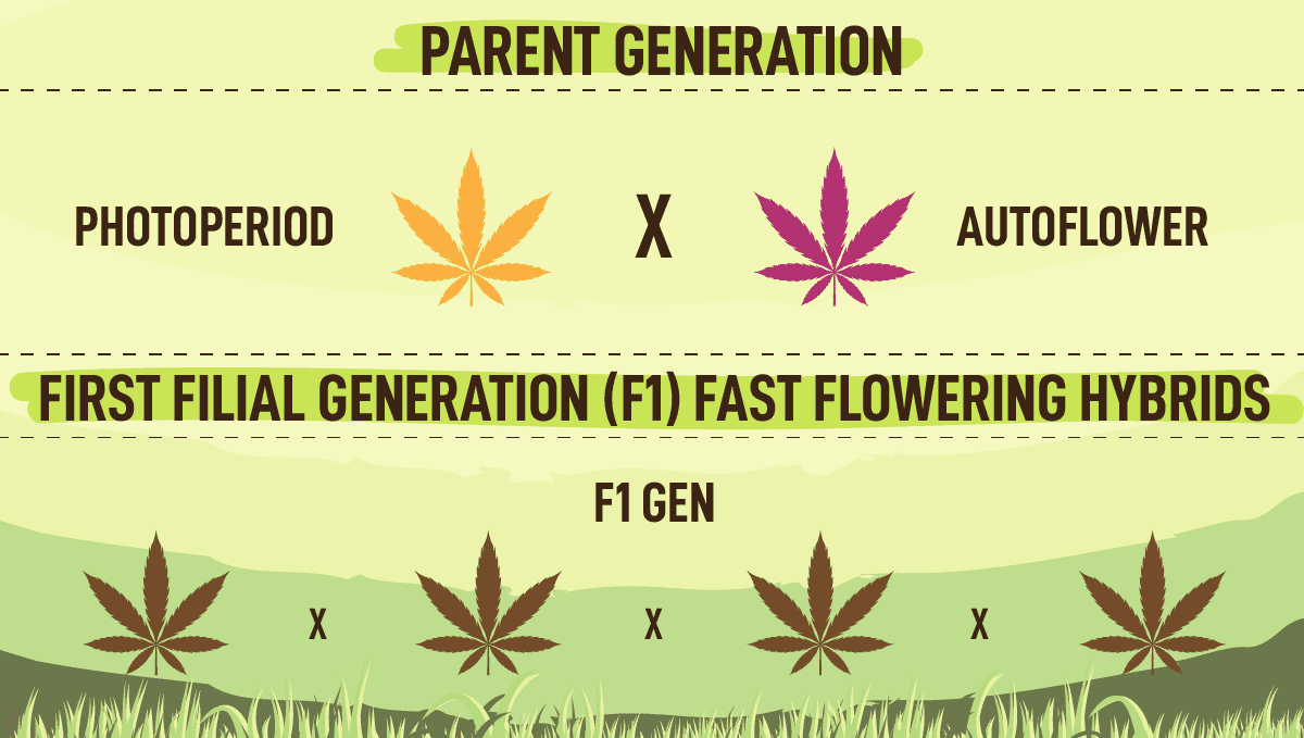 Fast Buds launches new Fast Flowering line: How Are Fast Flowering Strains Produced? Fast Buds lança a nova linha Fast Flowering: Como são produzidas as estirpes Fast Flowering?
