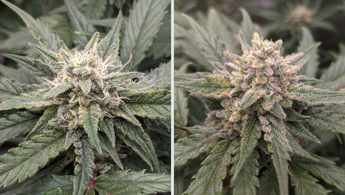 Tropicana Cookies Auto cannabis strain: ripening and harvest | week 10 | a bud's progress in the weeks leading to the harvest Tropicana Cookies Auto cannabis strain: ripening and harvest | week 10 | a bud's progress in the weeks leading to the harvest