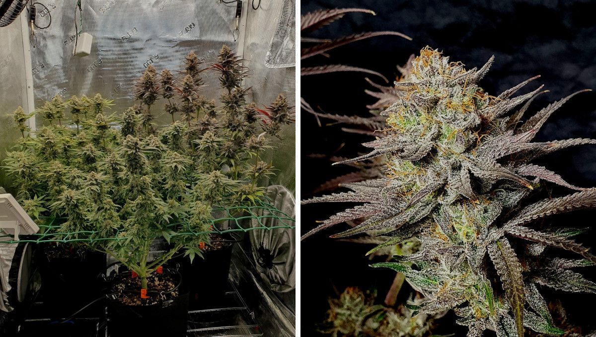 Gorilla Cookies FF cannabis strain: ripening and harvest | 3 indoor plants in a ScrOG setup pre-trimmed before the harvest and a closeup of its resinous bud Gorilla Cookies FF cannabis strain: ripening and harvest | 3 indoor plants in a ScrOG setup pre-trimmed before the harvest and a closeup of its resinous bud