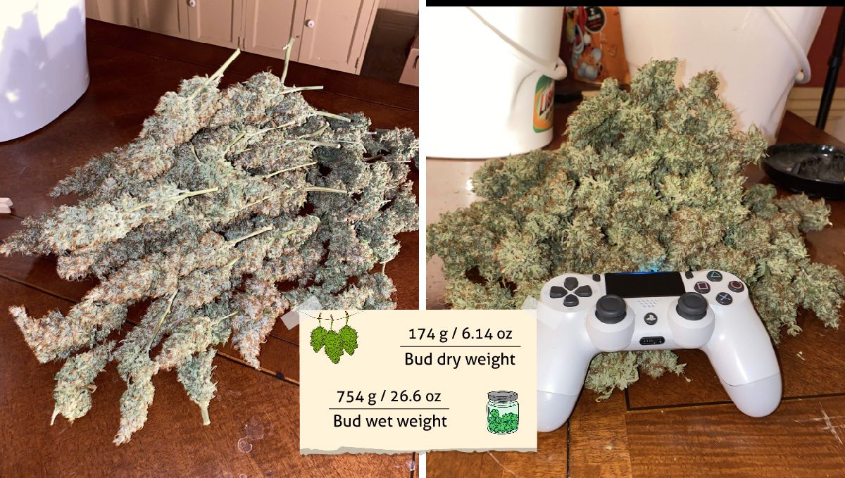 Pineapple Express Auto cannabis strain outcome: a heap of dried marijuana buds still on branches and the same buds trimmed and ready for cure Pineapple Express Auto cannabis strain outcome: a heap of dried marijuana buds still on branches and the same buds trimmed and ready for cure