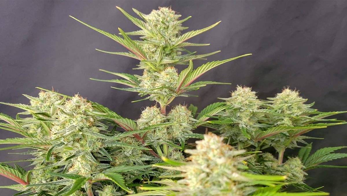 Top 5 Besten Autoflower Sorten für den Indoor-Anbau: Apricot Auto Top 5 Besten Autoflower Sorten für den Indoor-Anbau: Apricot Auto
