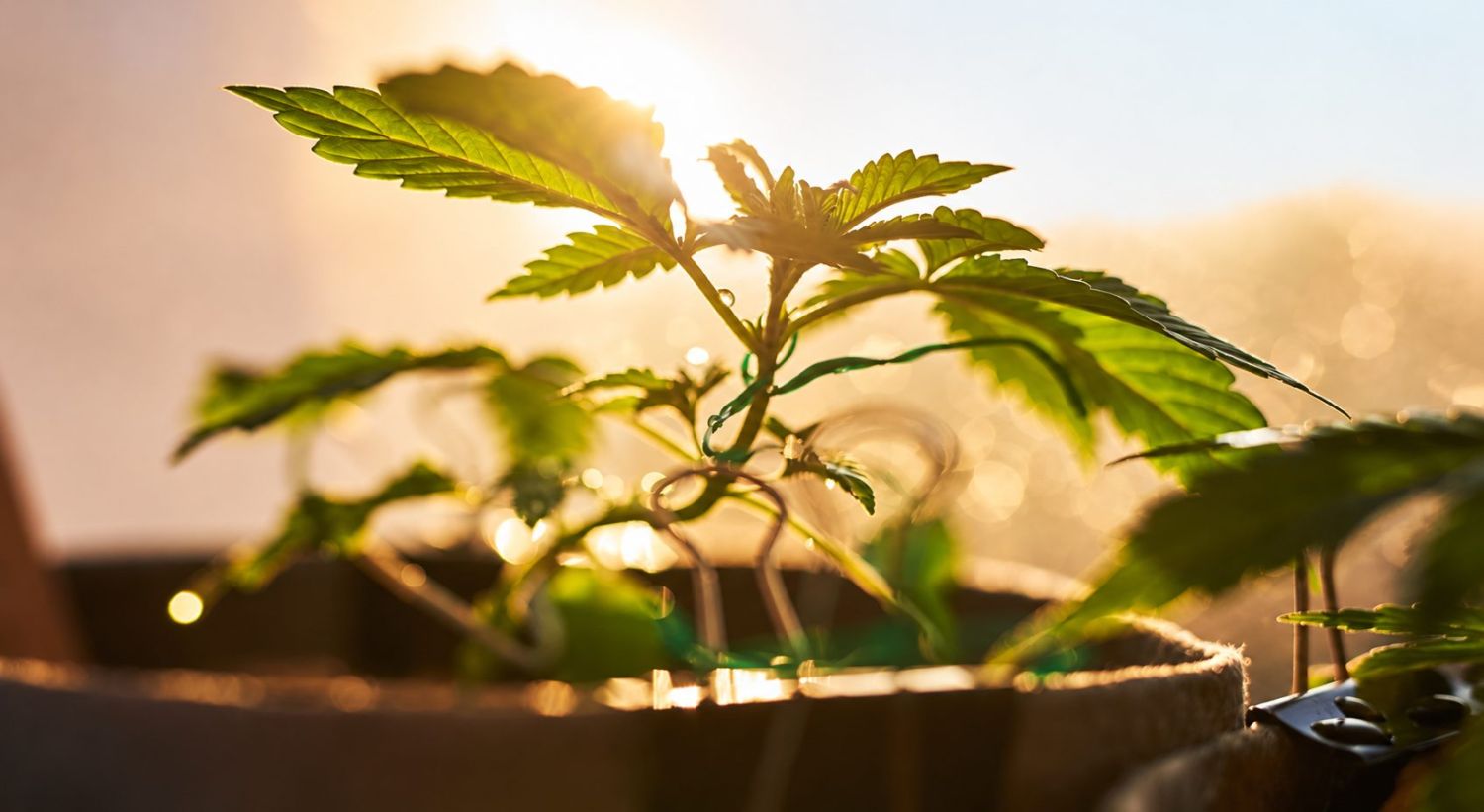 A visual comparison of light cycles for autoflowering cannabis plants, emphasizing the need for darkness.