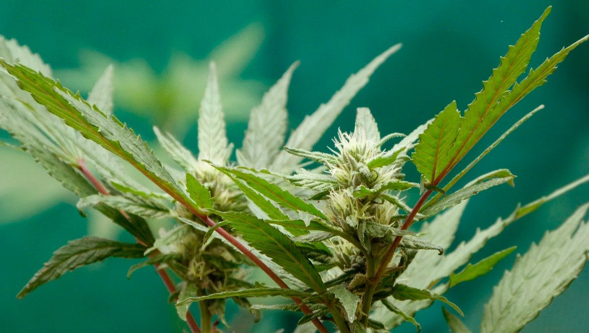 Das Strecken kann sich auf die Qualität der Ernte auswirken. Wie man die Streckung von Cannabispflanzen kontrolliert: Was passiert, wenn sich die Pflanzen strecken?