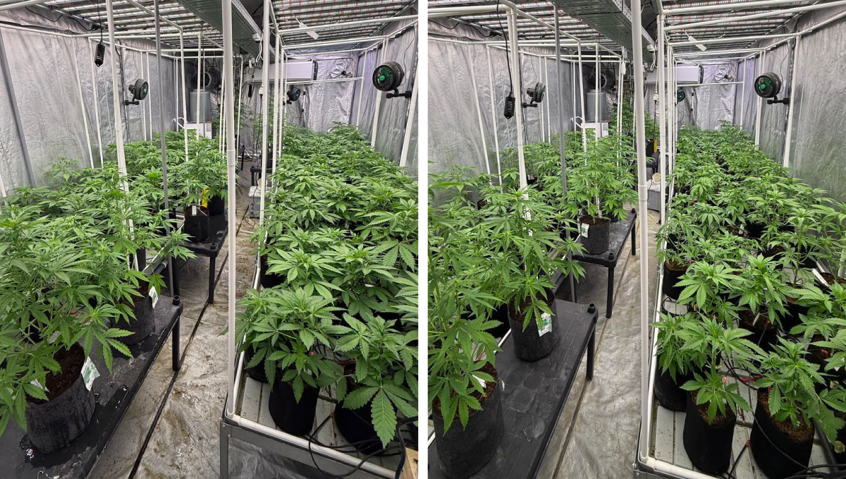 cov41.png Before/After Defoliation