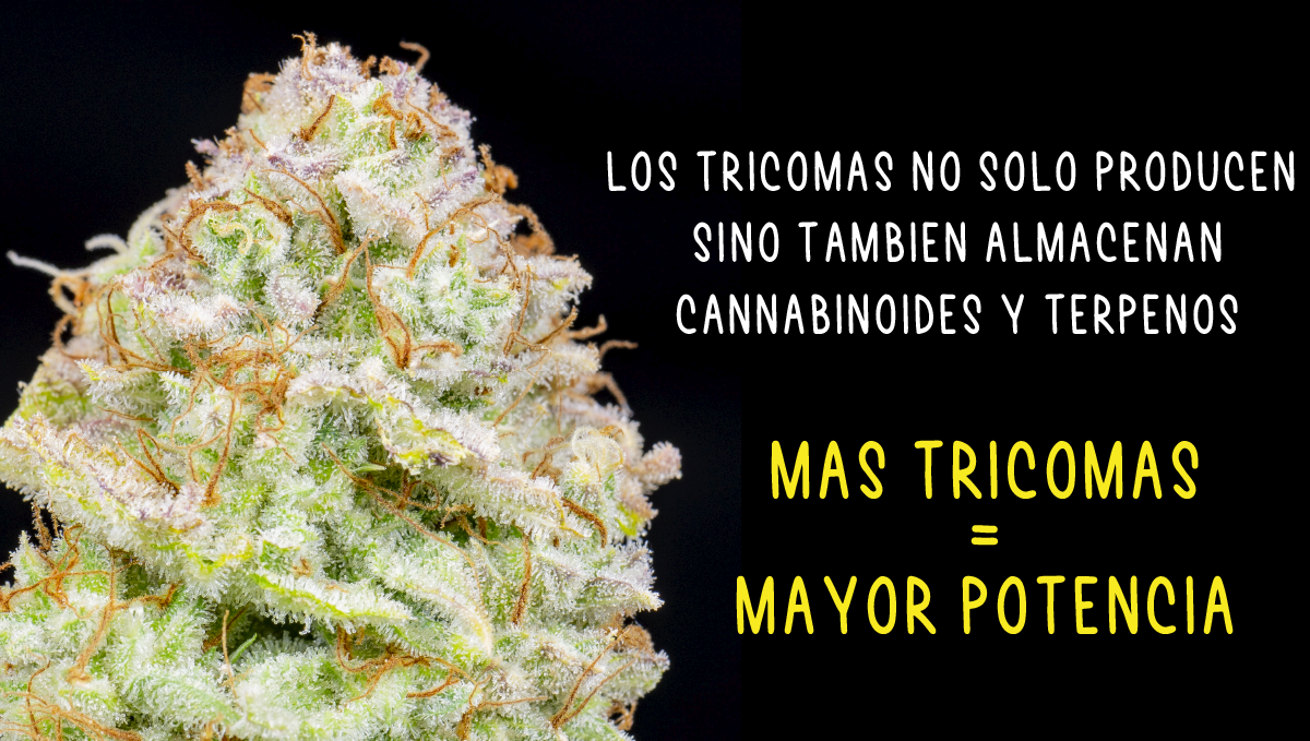 Are autos potent?: trichomes Are autos potent?: trichomes