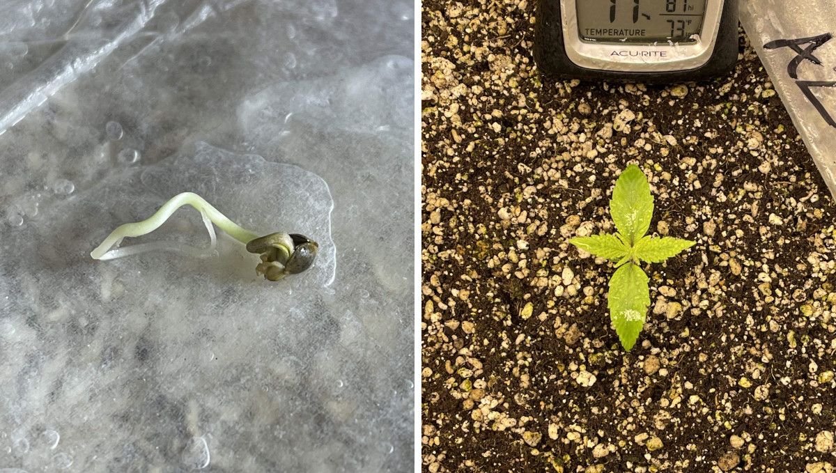 Amnesia Z Auto cannabis strain: germination and seedling stage | week 1 : a seed with a long taproot and a week-old seedling Amnesia Z Auto cannabis strain: germination and seedling stage | week 1 : a seed with a long taproot and a week-old seedling