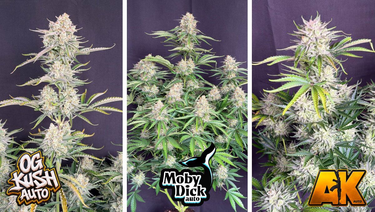 3 (10).jpg OG Kush Auto, Moby Dick Auto and AK Auto