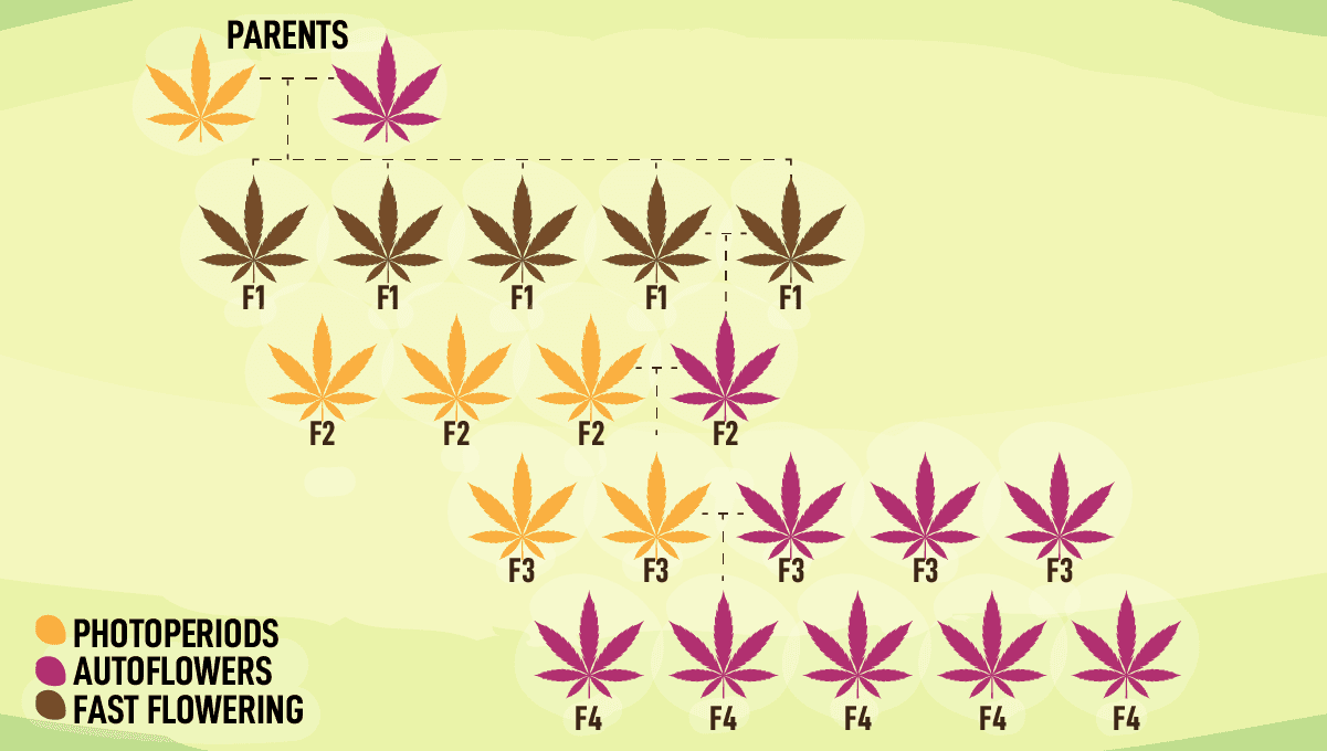 Fast Buds launches new Fast Flowering line: How Are Fast Flowering Strains Produced? Fast Buds lança a nova linha Fast Flowering: Como são produzidas as estirpes Fast Flowering?