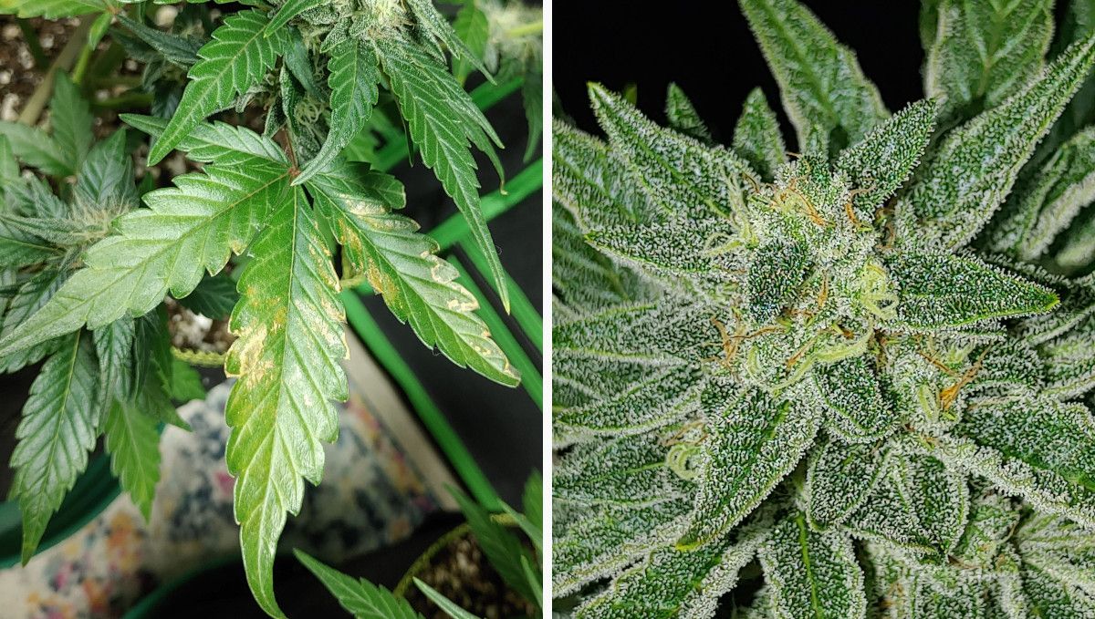 Purple Punch Auto Cannabis Strain Week-by-Week Guide: A cannabis leaf with spots of calcium deficiency and a closeup of a flowering top covered in trichomes