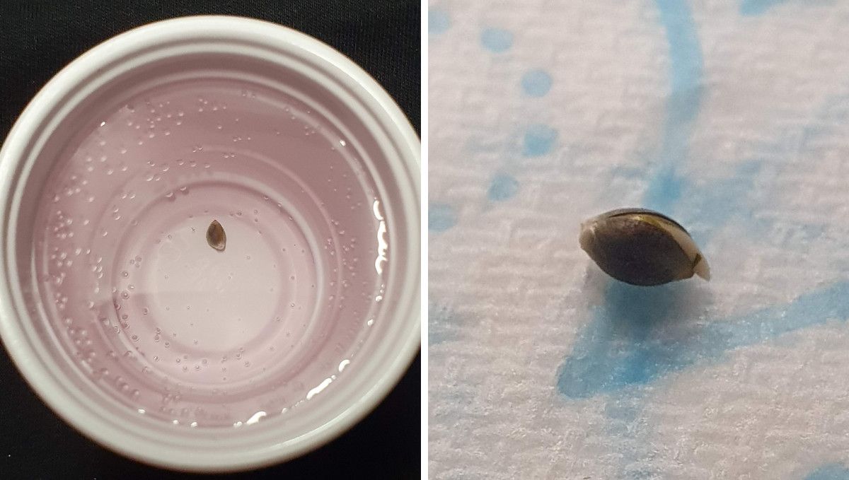 Gorilla Cookies FF cannabis strain: germination and seedling stage | a seed pre-soaked in a plastic cup filled with water and a cracked seed with the taproot showing Gorilla Cookies FF cannabis strain: germination and seedling stage | a seed pre-soaked in a plastic cup filled with water and a cracked seed with the taproot showing