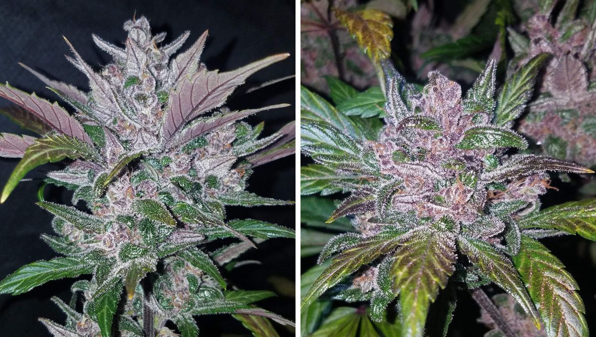 LSD-25 Auto cannabis strain: ripening and harvest | weeks 10-12 | closeups of purple and sugared marijuana flowers