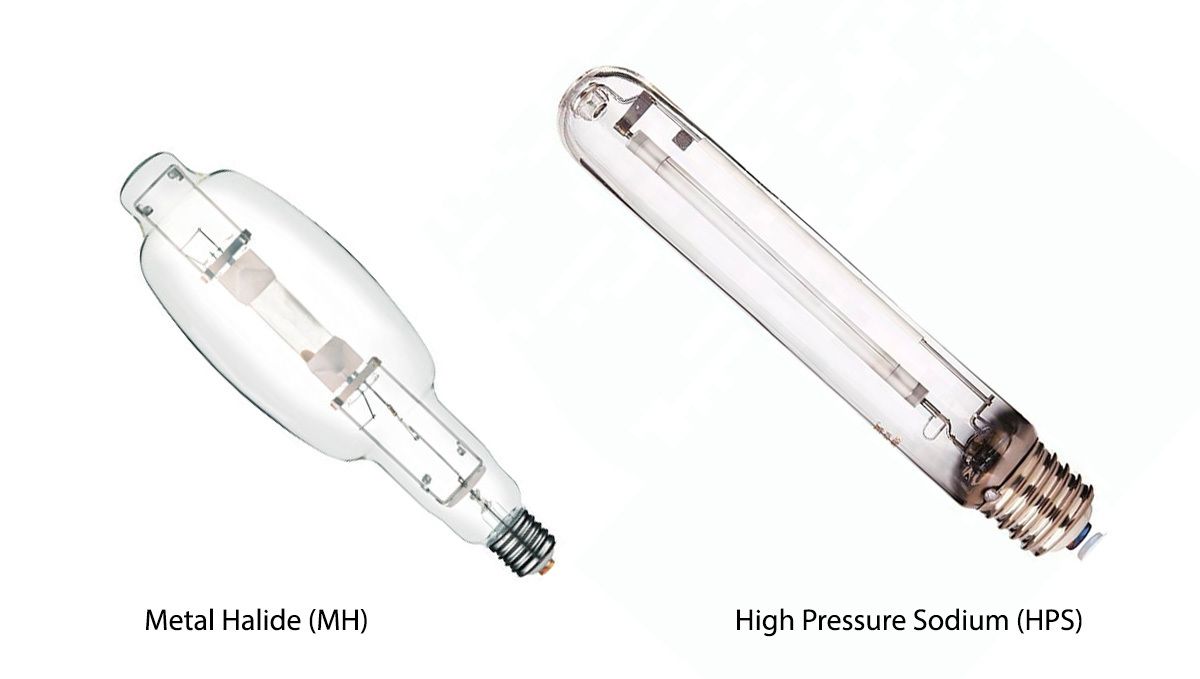 Indoor lights for Cannabis grow: LED vs Bulbs | Fast Buds