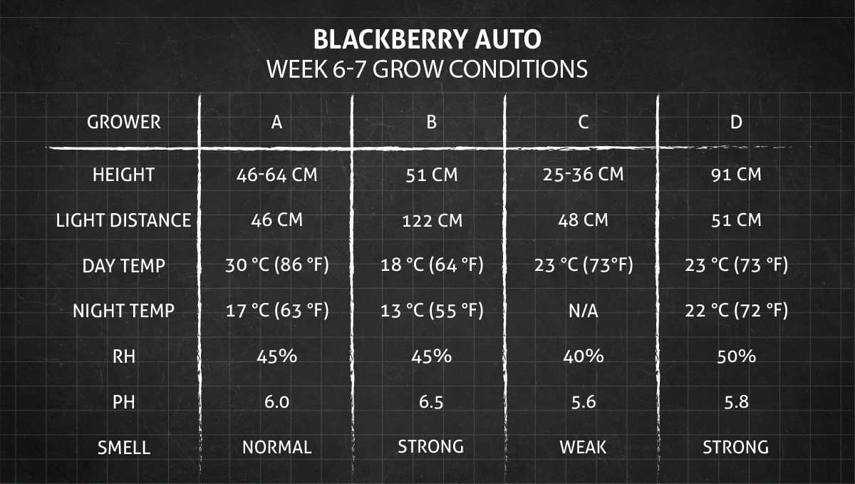 Blackberry Auto cannabis strain: weeks 6-7 grow conditions