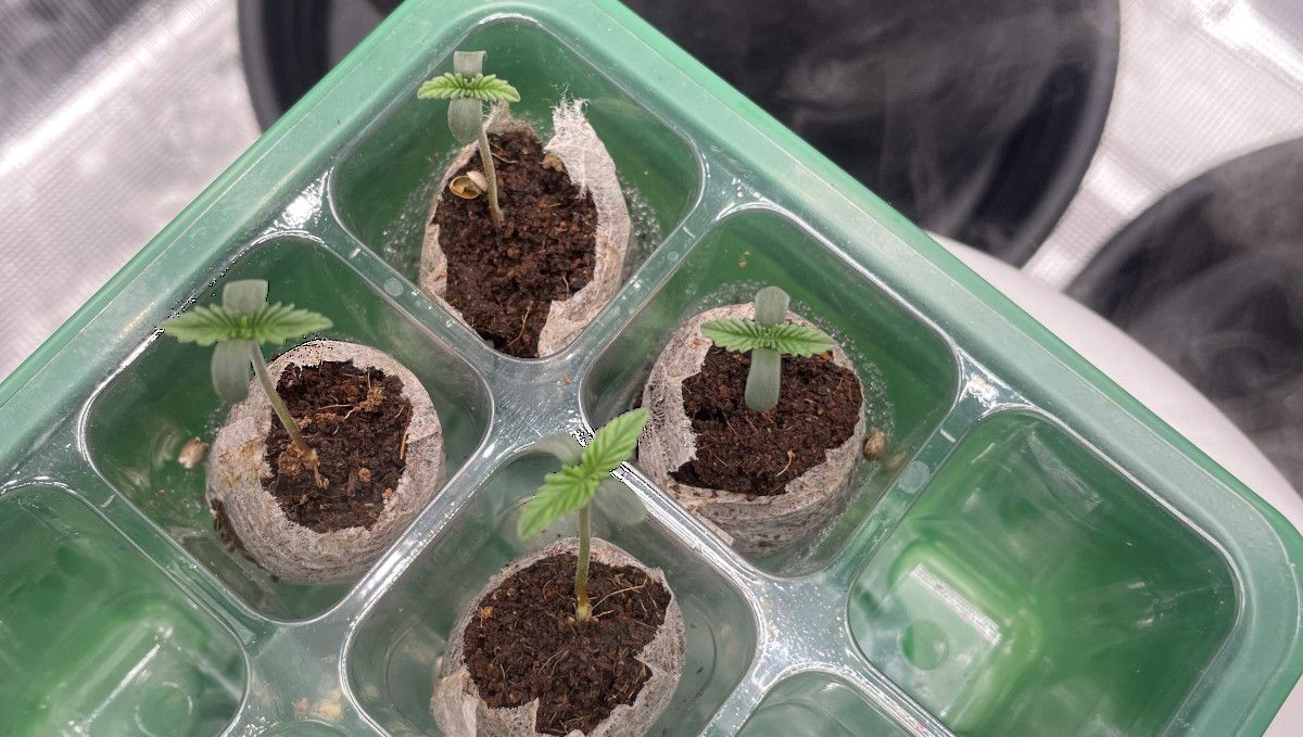 Banana Purple Punch Auto Cannabissorte: Keimung und Keimlingsphase | Woche 1 | Kleine Keimlinge in Jiffy-Töpfen Banana Purple Punch Auto Cannabissorte: Keimung und Keimlingsphase | Woche 1 | Kleine Keimlinge in Jiffy-Töpfen