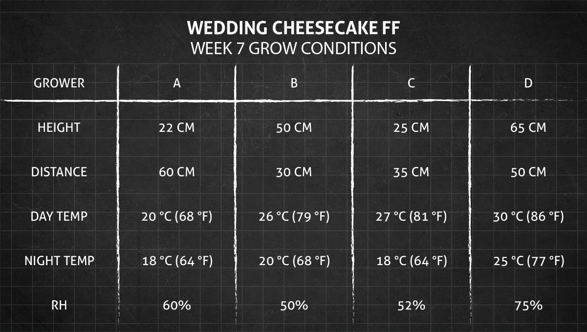 Wedding Cheesecake FF cannabis strain: week 7 grow conditions Wedding Cheesecake FF cannabis strain: week 7 grow conditions