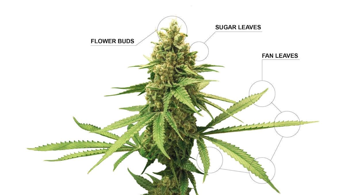 How to use sugar leaves: What are sugar leaves?