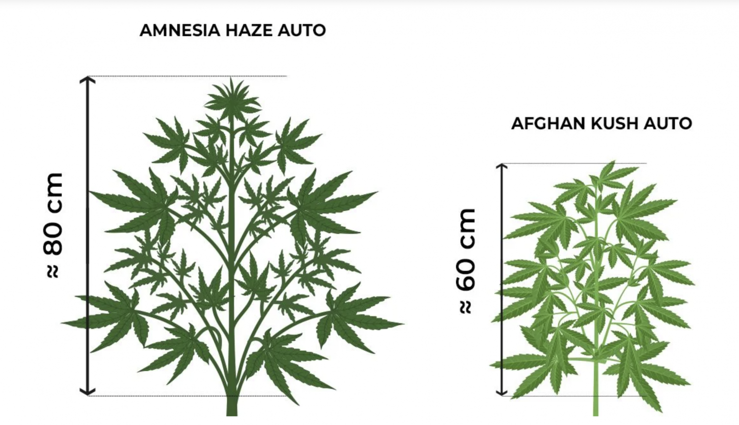 Screenshot 2021-06-11 at 12.09.17.png