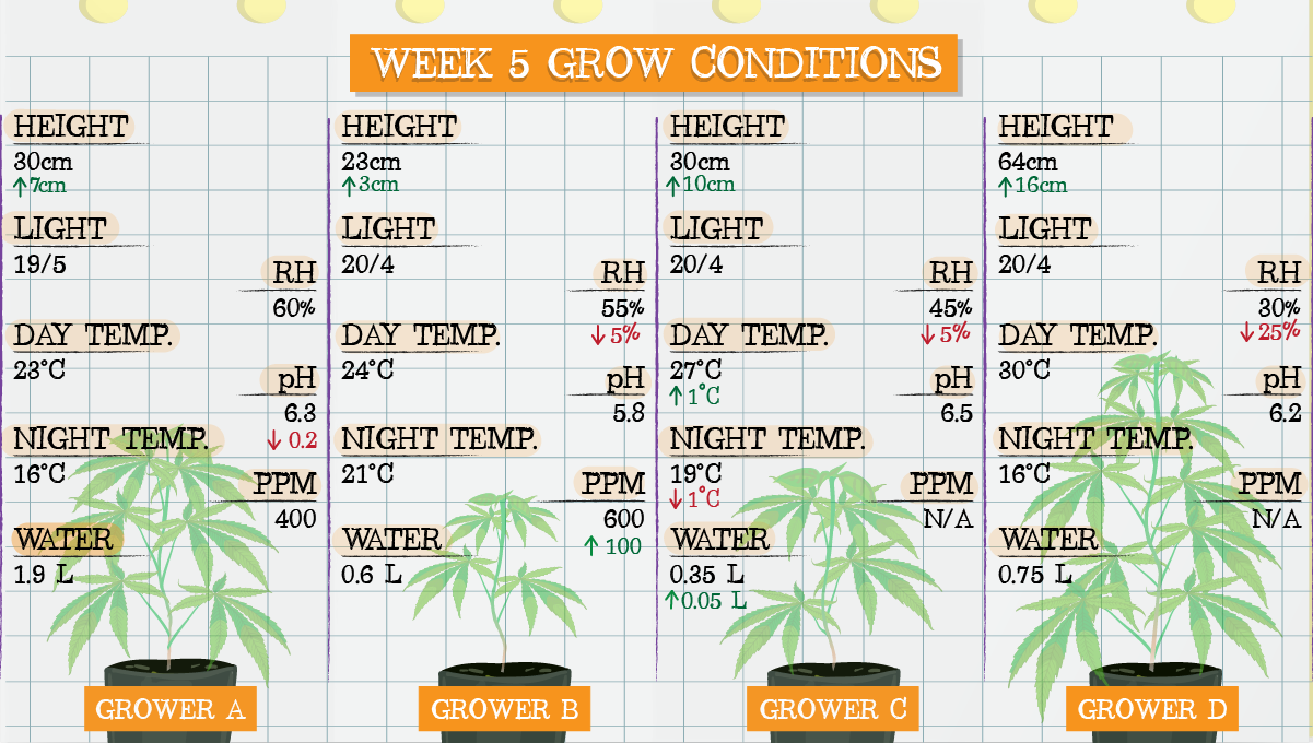 Strawberry Pie Auto Cannabis Strain Week-by-Week Guide: Week 5 grow conditions
