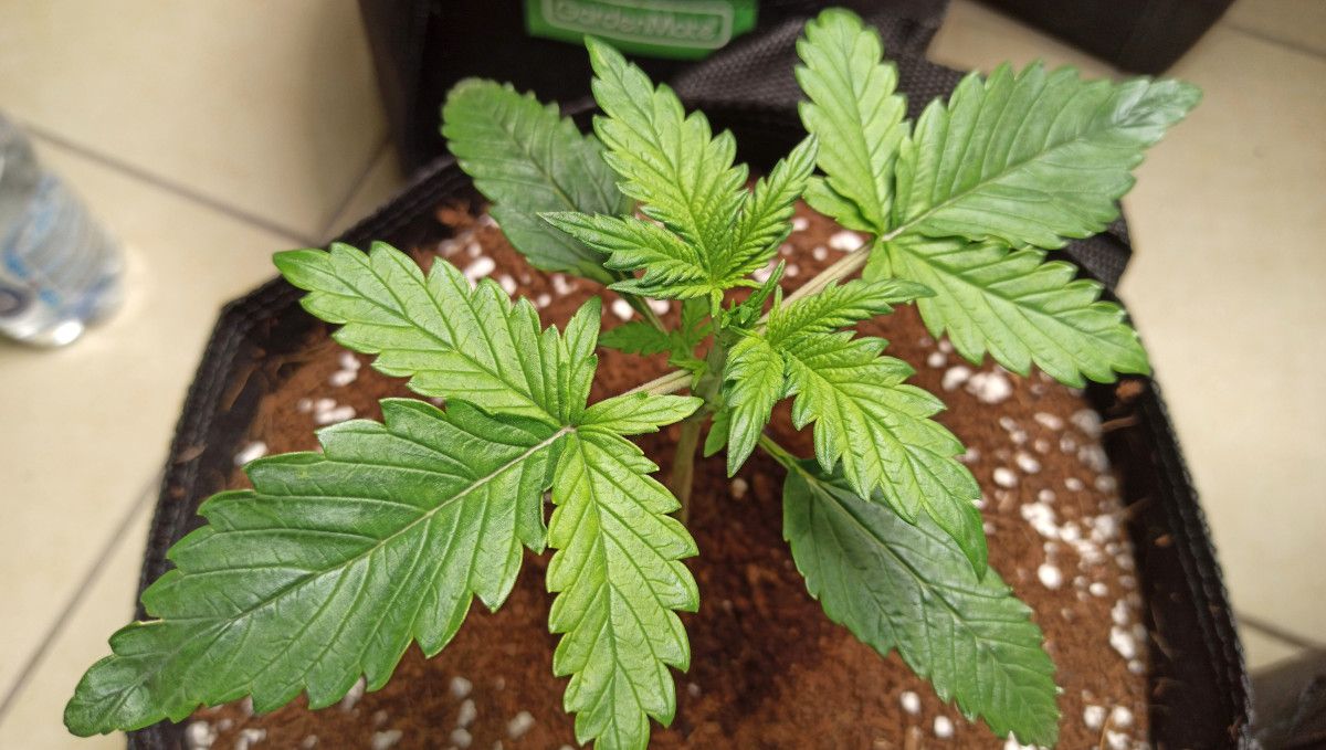 Mimosa Cake Auto cannabis strain: early veg | week 2 | a large, healthy two-week old autoflower Mimosa Cake Auto cannabis strain: early veg | week 2 | a large, healthy two-week old autoflower