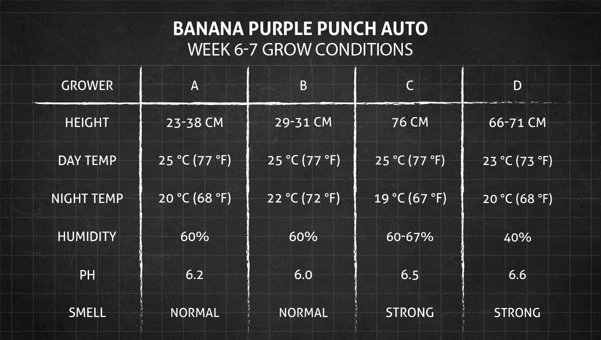 Banana Purple Punch Auto Cannabissorte: Wochen 6-7 Wachstumsbedingungen Banana Purple Punch Auto Cannabissorte: Wochen 6-7 Wachstumsbedingungen