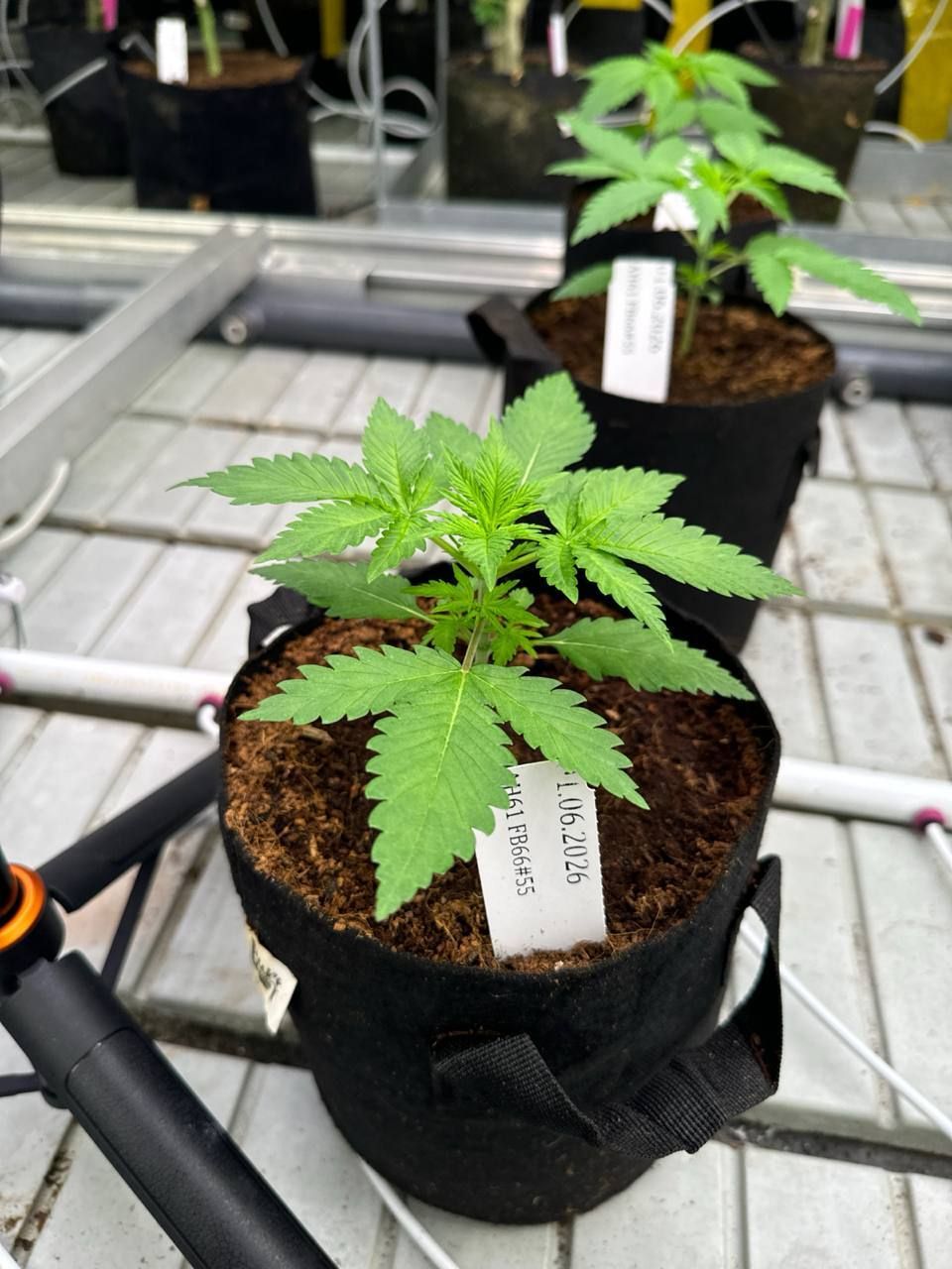 Cherry Cola Auto RF3