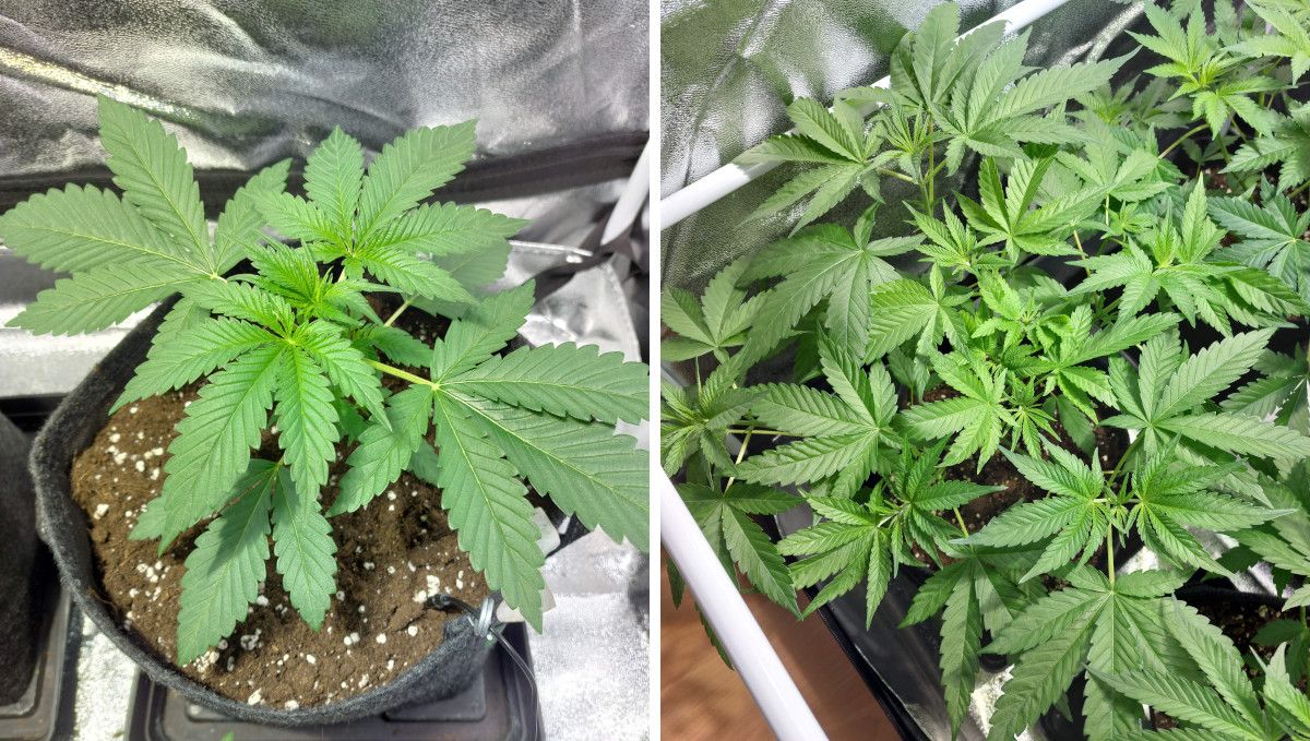 Purple Lemonade FF cannabis strain: mid veg | weeks 3-6 | explosive growth of a short-statured plant with a flat canopy Purple Lemonade FF cannabis strain: mid veg | weeks 3-6 | explosive growth of a short-statured plant with a flat canopy