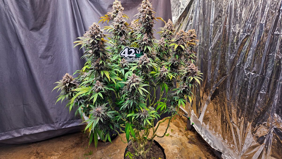 288.jpg Papaya Sherbet