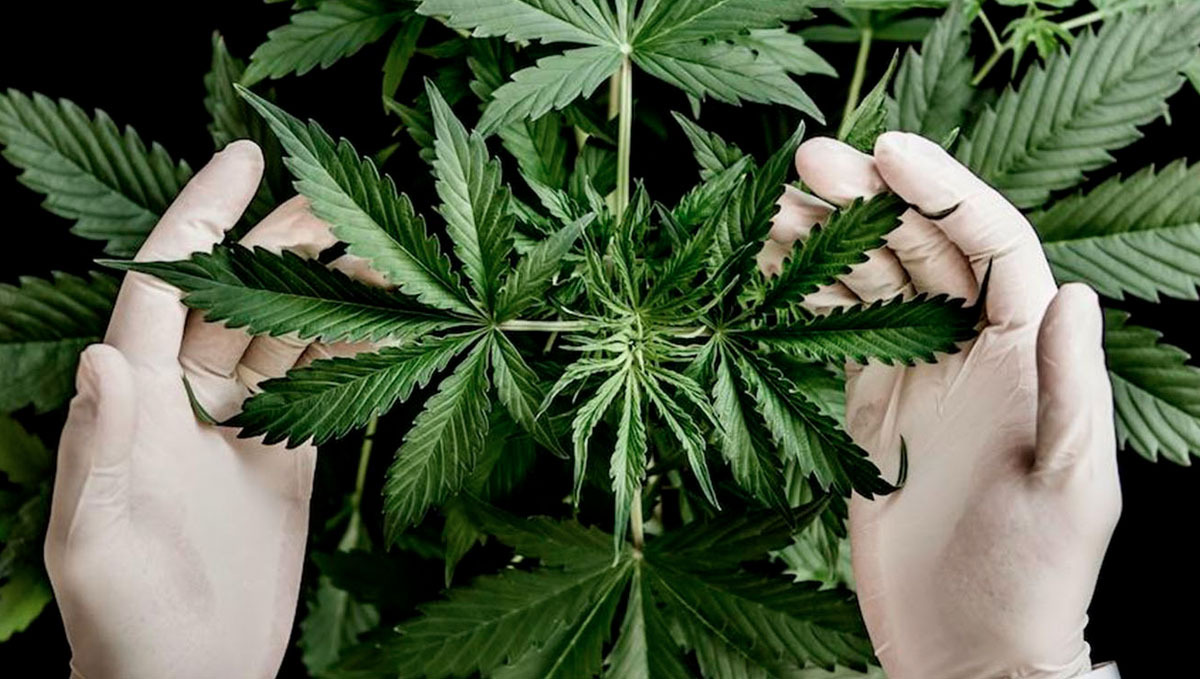 The Sativa/Indica Classification Has No Meaning, a Study Claims: A researcher wearing gloves and holding a cannabis palnt top
