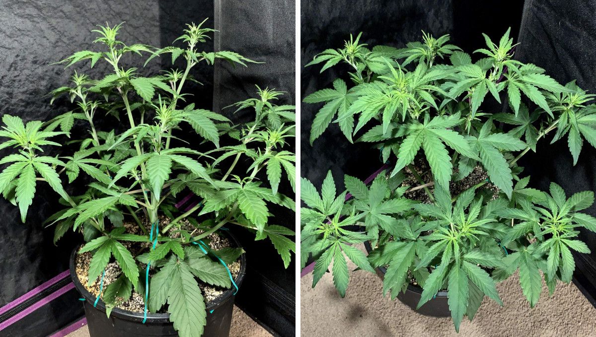 LSD-25 Auto cannabis strain: mid veg | weeks 3-4 | a vigorously growing topped autoflower with multiple branches