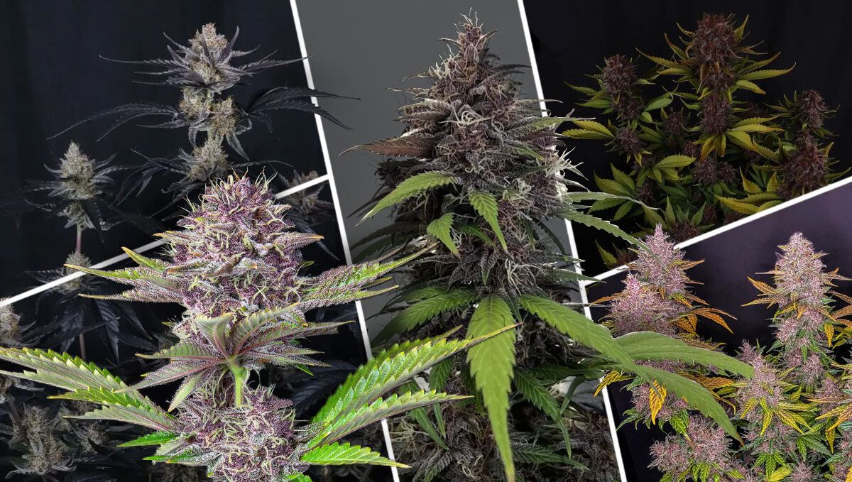 What Makes A Great Purple Strain?