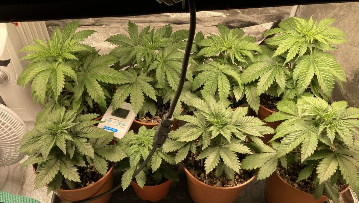 Liberty Haze Cannabis Strain Week-by-Week Guide: 3-week-old indoor cannabis plants with broad Indica leaves in small starter containers
