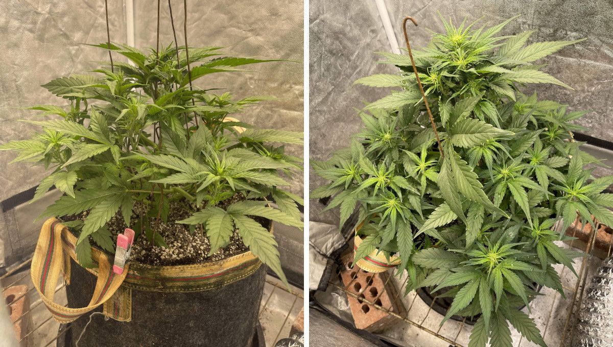 Gorilla Z Auto cannabis strain: transition (pre-flower) | week 5 | a compact, mildly trained autoflower just starting to bud