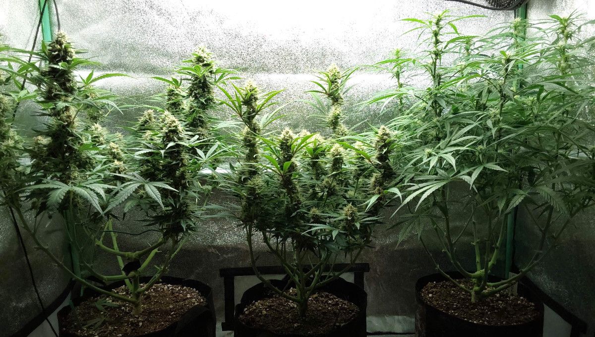 Blue Dream Auto cannabis strain: mid flower (bulk phase) | week 9 Blue Dream Auto cannabis strain: mid flower (bulk phase) | week 9