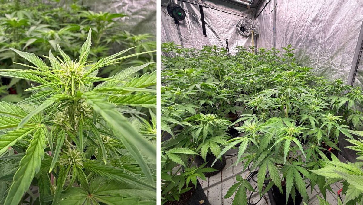 10.jpg Ready plants to pollination