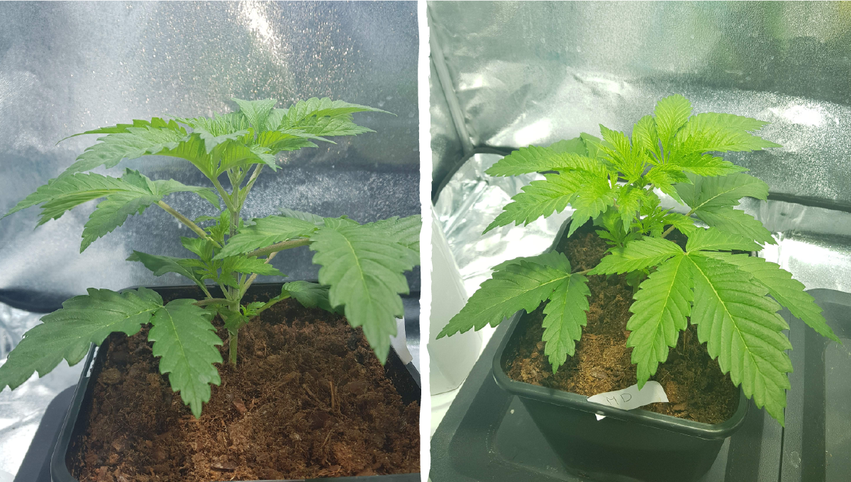 Moby dick auto week-by-week: week 2