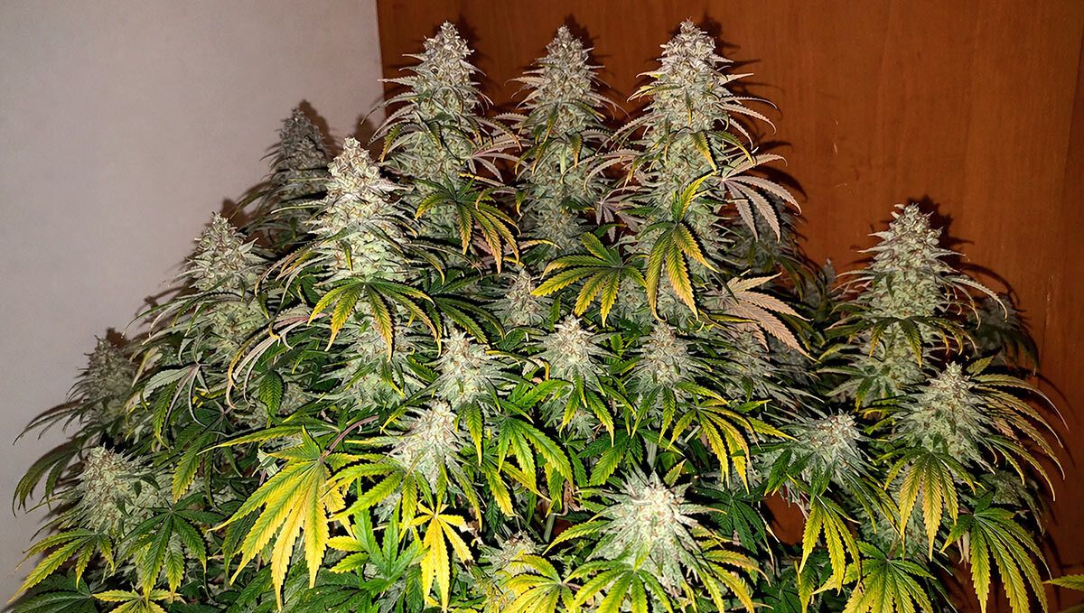 Orange Sherbet