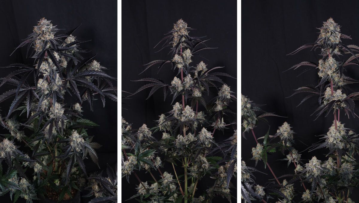 Collage2.jpg lemon cherry sundae
