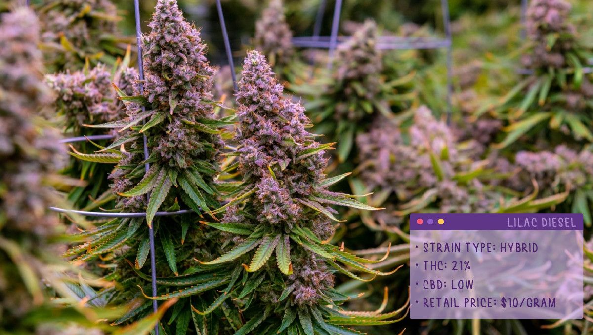 22 Best Weed Strains to Try in 2022: Lilac Diesel