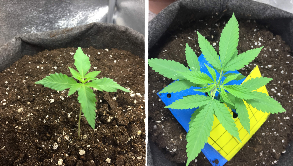 Cookies kush cannabis strain week-by-week guide: early veg | week 2 Cookies kush cannabis strain week-by-week guide: early veg | week 2