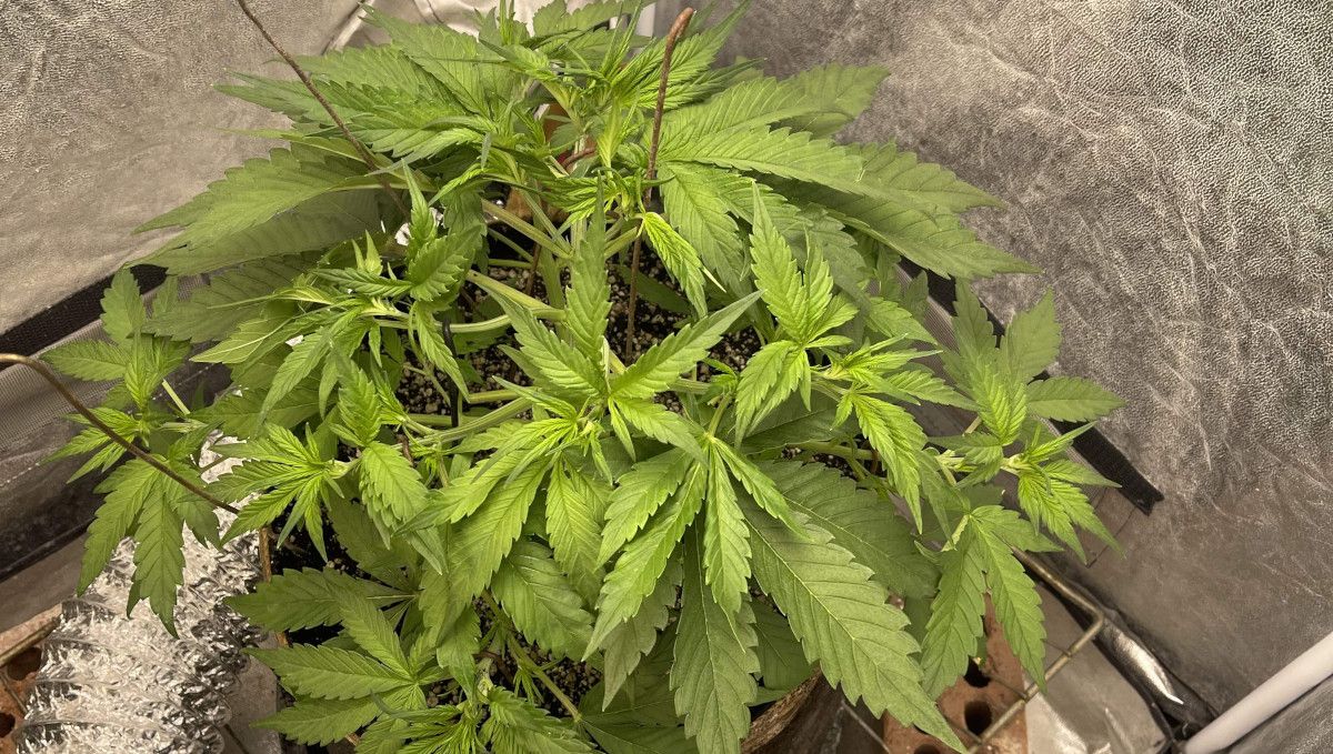 Banana Purple Punch Auto Cannabissorte: mittlere Vegetationsphase | Wochen 3-4 | Eine gesunde Indoor-Marihuanapflanze Banana Purple Punch Auto Cannabissorte: mittlere Vegetationsphase | Wochen 3-4 | Eine gesunde Indoor-Marihuanapflanze
