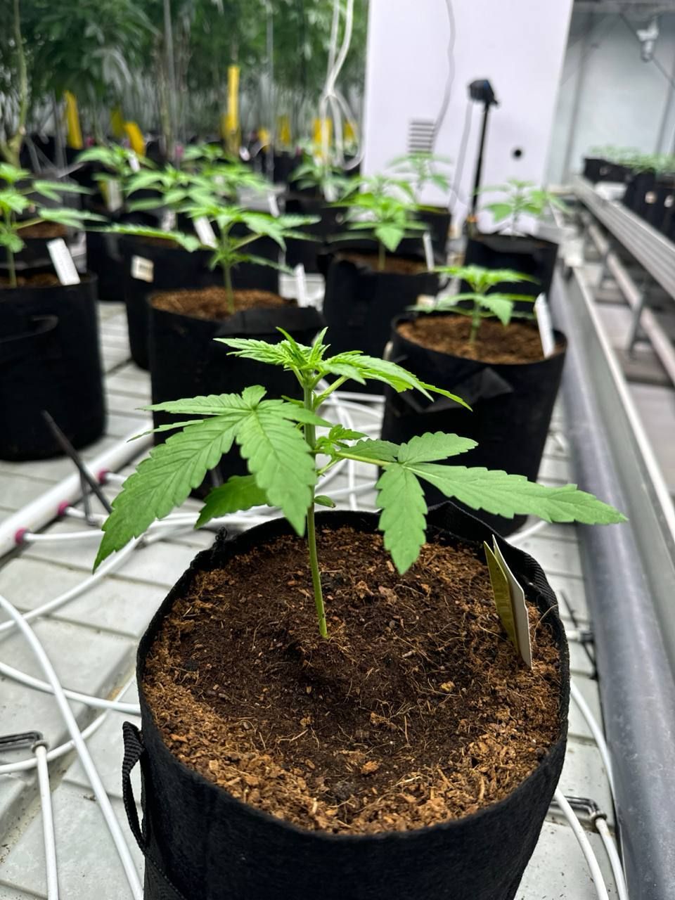 Gorilla Cookies Auto