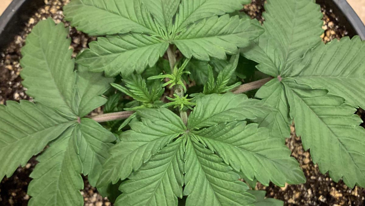 LSD-25 Auto cannabis strain: early veg | week 2 | a young indoor autoflower shown from above with a top central shoot and side branches forming