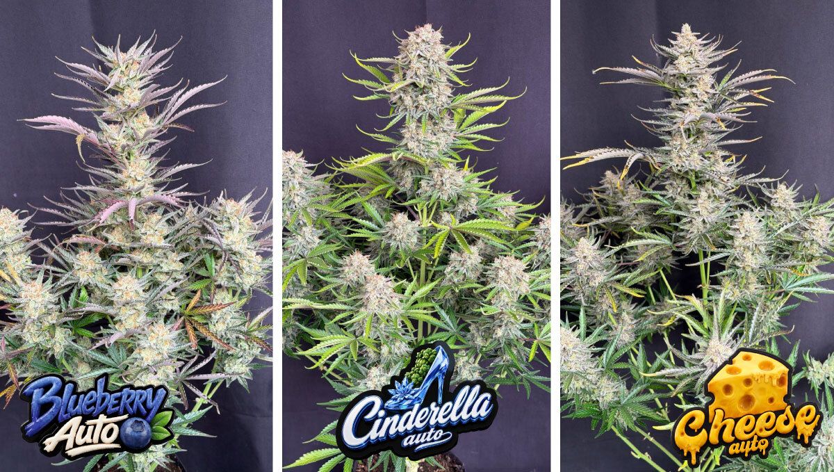 Blueberry Auto, Cinderella Auto, Cheese Auto