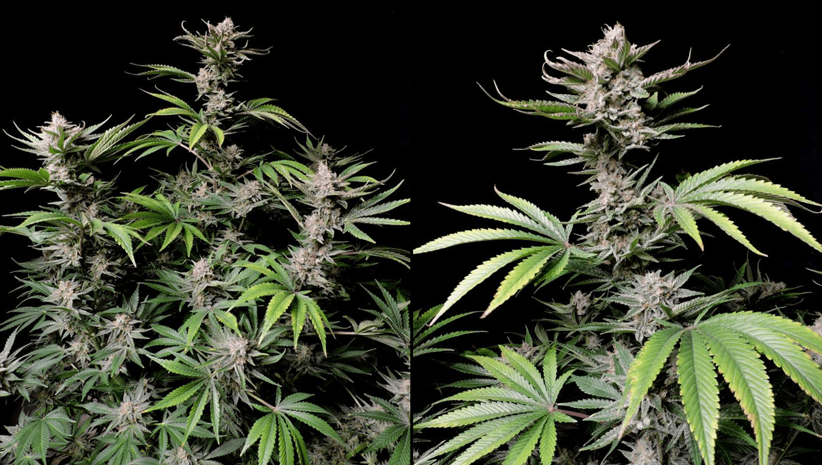 Die 5 besten Hybrid-Autoflowering-Sorten: Cherry Cola Auto