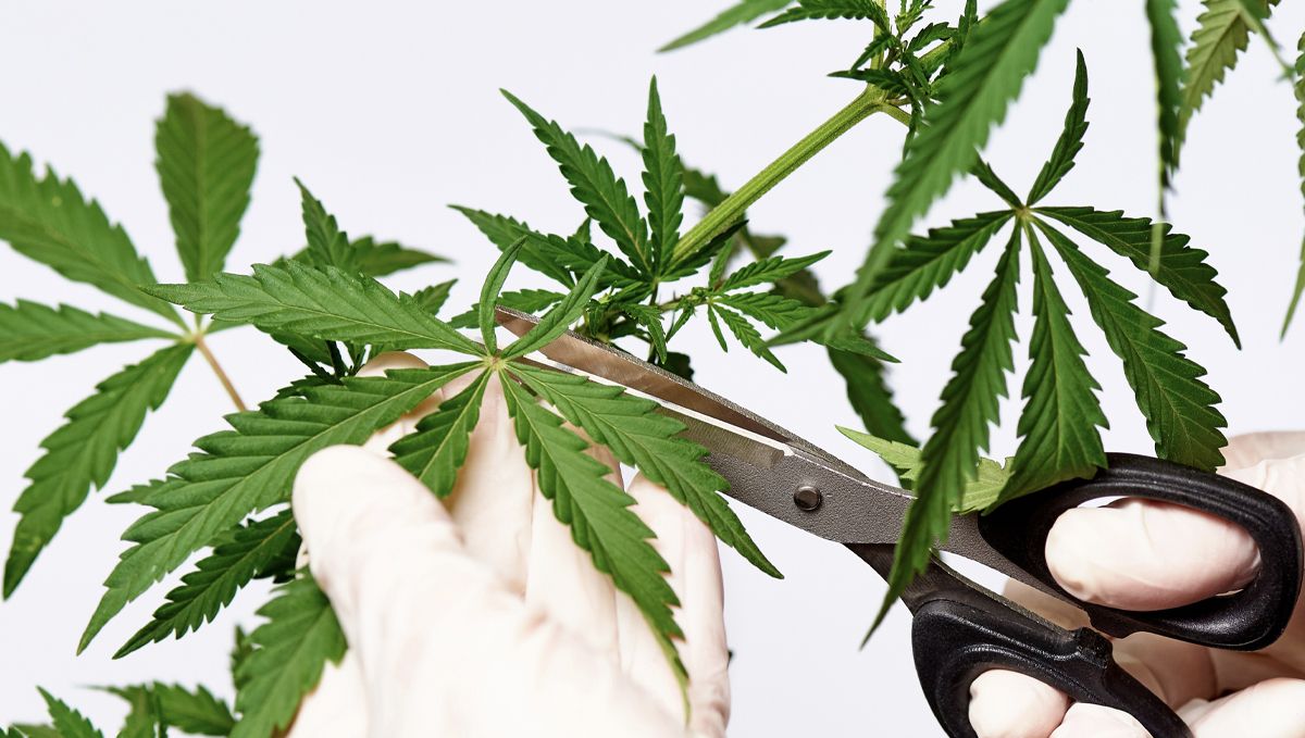 Wie man Cannabis-Fächerblätter entfernt Wie man Cannabis-Fächerblätter entfernt